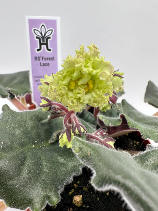 RS Forest Lace - Live African Violet 4"