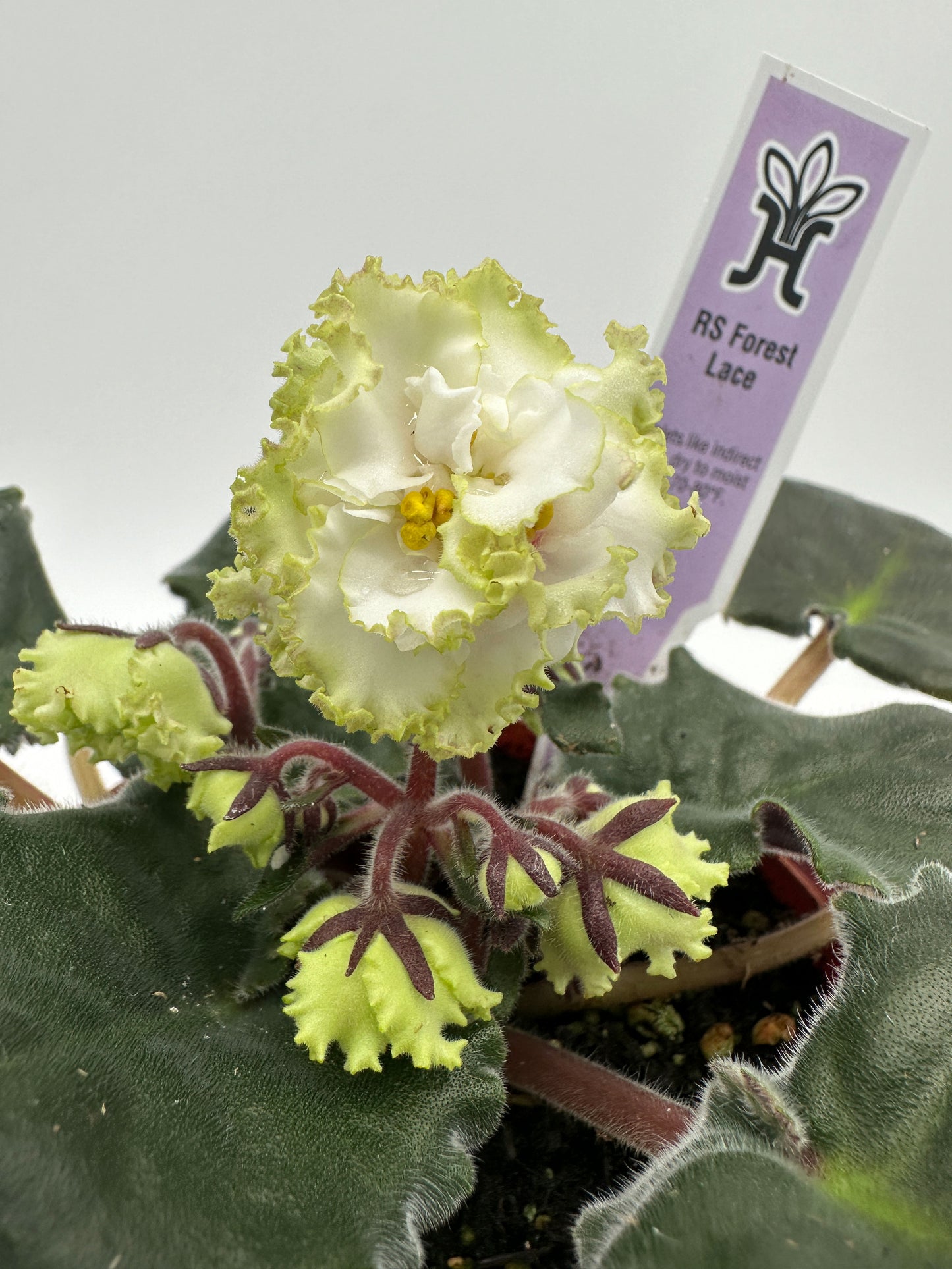 RS Forest Lace - Live African Violet 4"