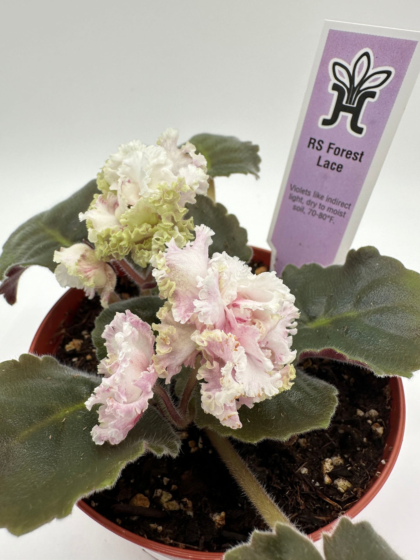 RS Forest Lace - Live African Violet 4"