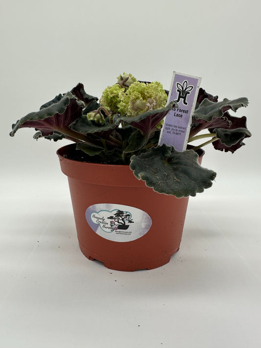 RS Forest Lace - Live African Violet 6"
