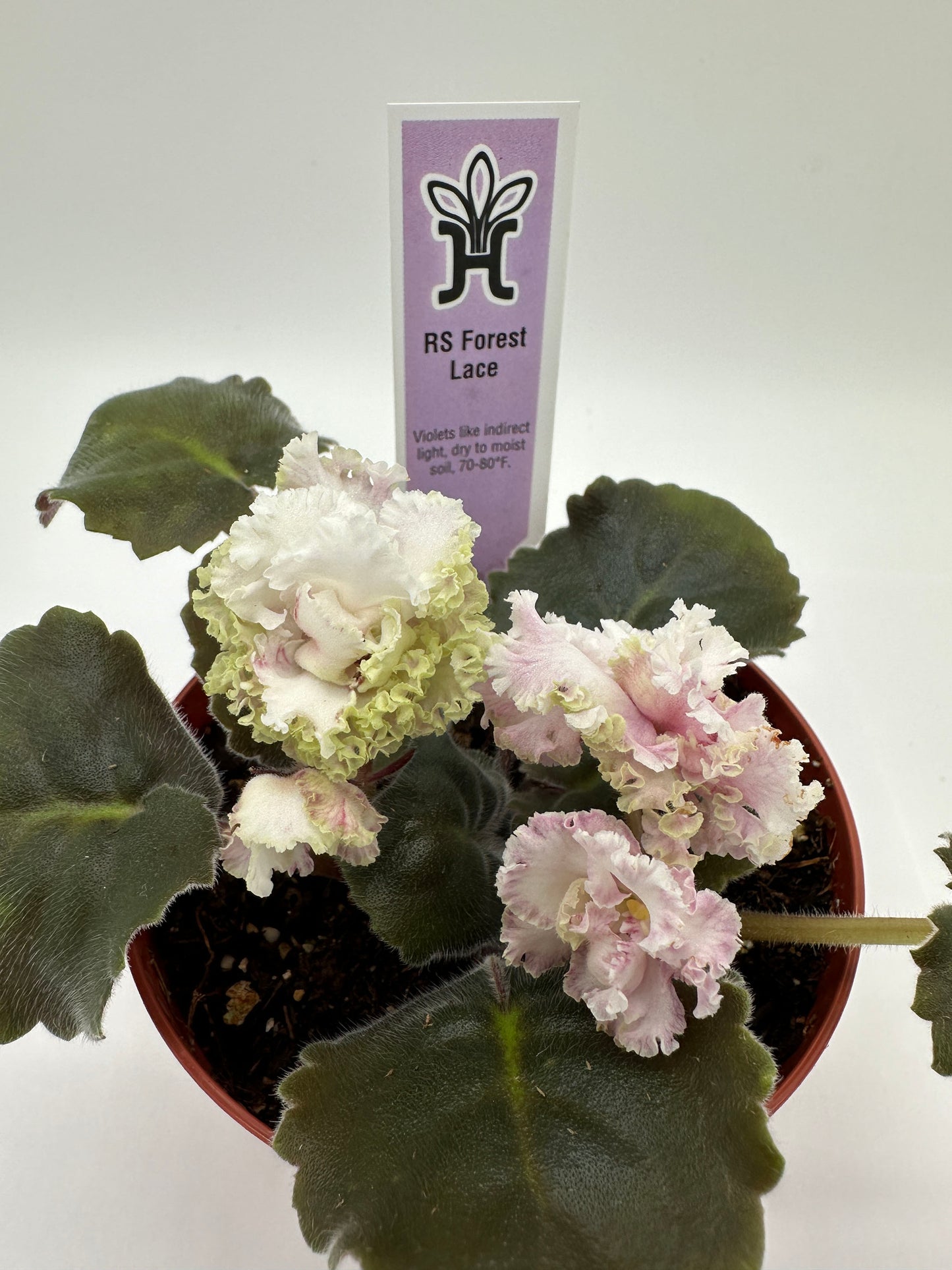 RS Forest Lace - Live African Violet 4"