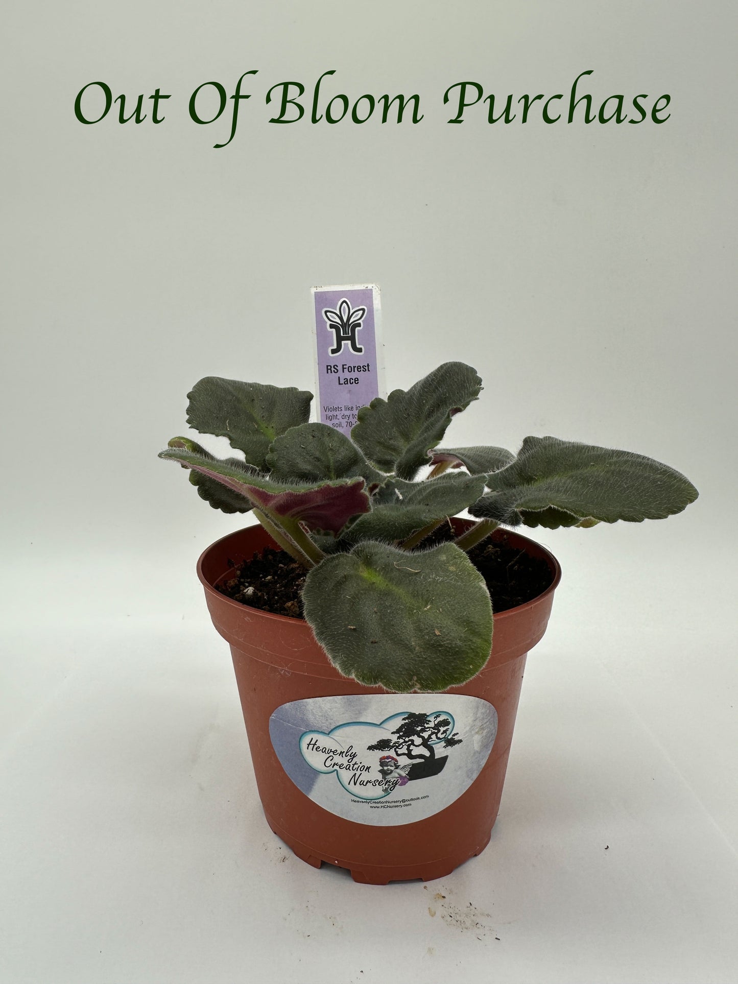 RS Forest Lace - Live African Violet 4"