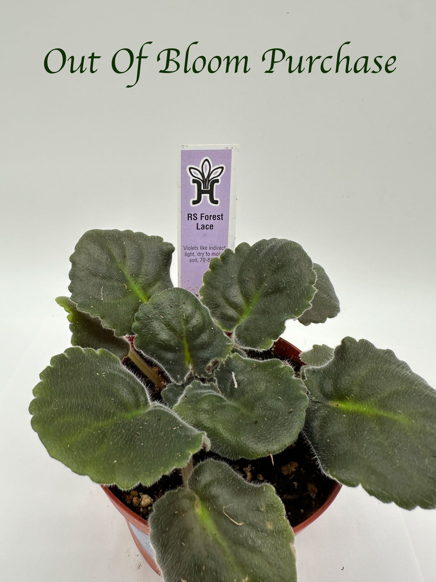 RS Forest Lace - Live African Violet 4"