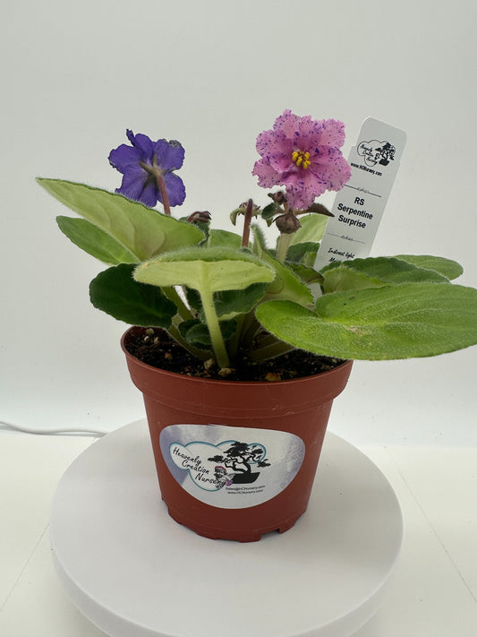 RS Serpentine - Surprise - Live African Violet 4"