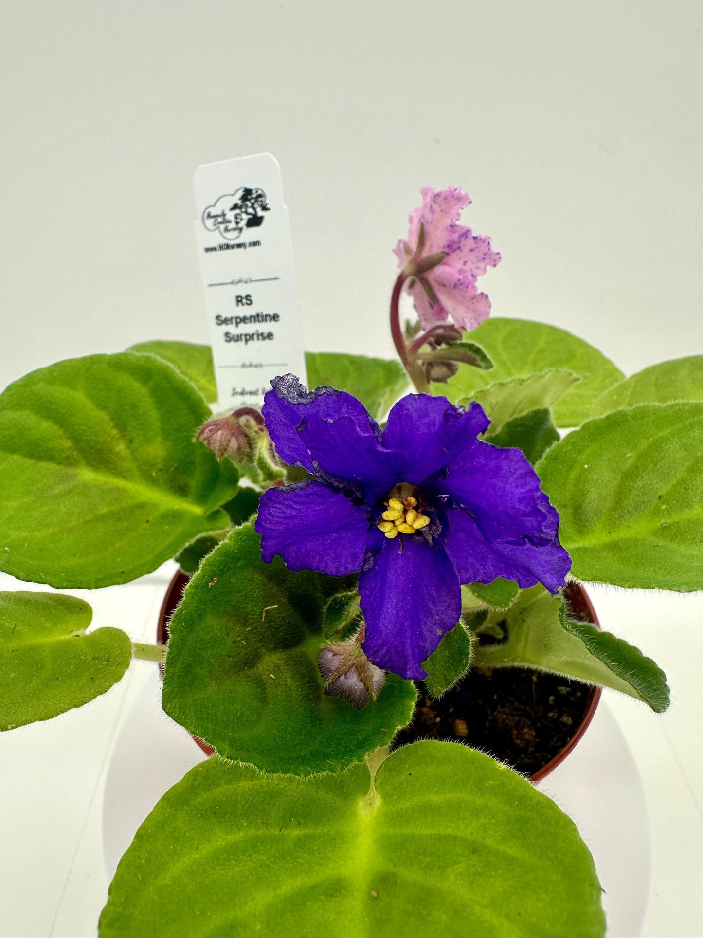 RS Serpentine - Surprise - Live African Violet 4"