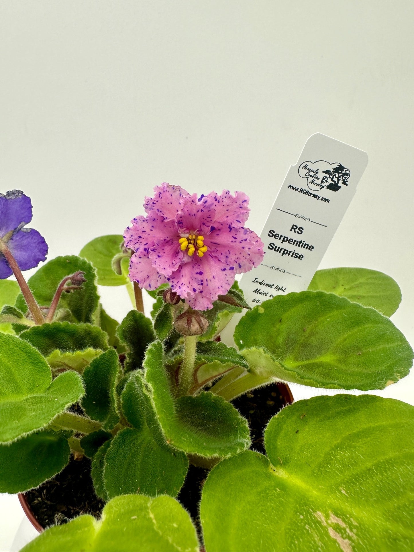 RS Serpentine - Surprise - Live African Violet 4"