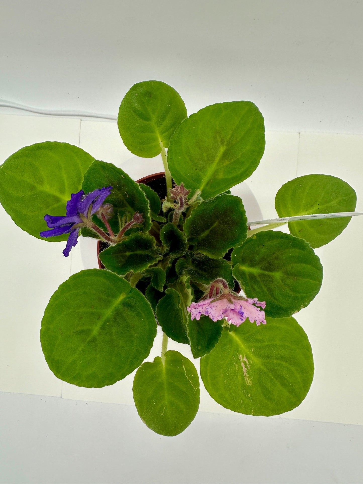 RS Serpentine - Surprise - Live African Violet 4"