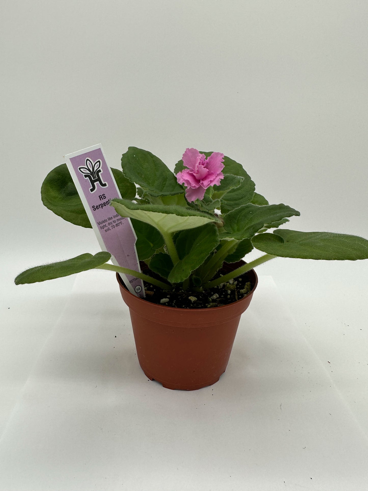 RS Serpentine - Live African Violet 4"