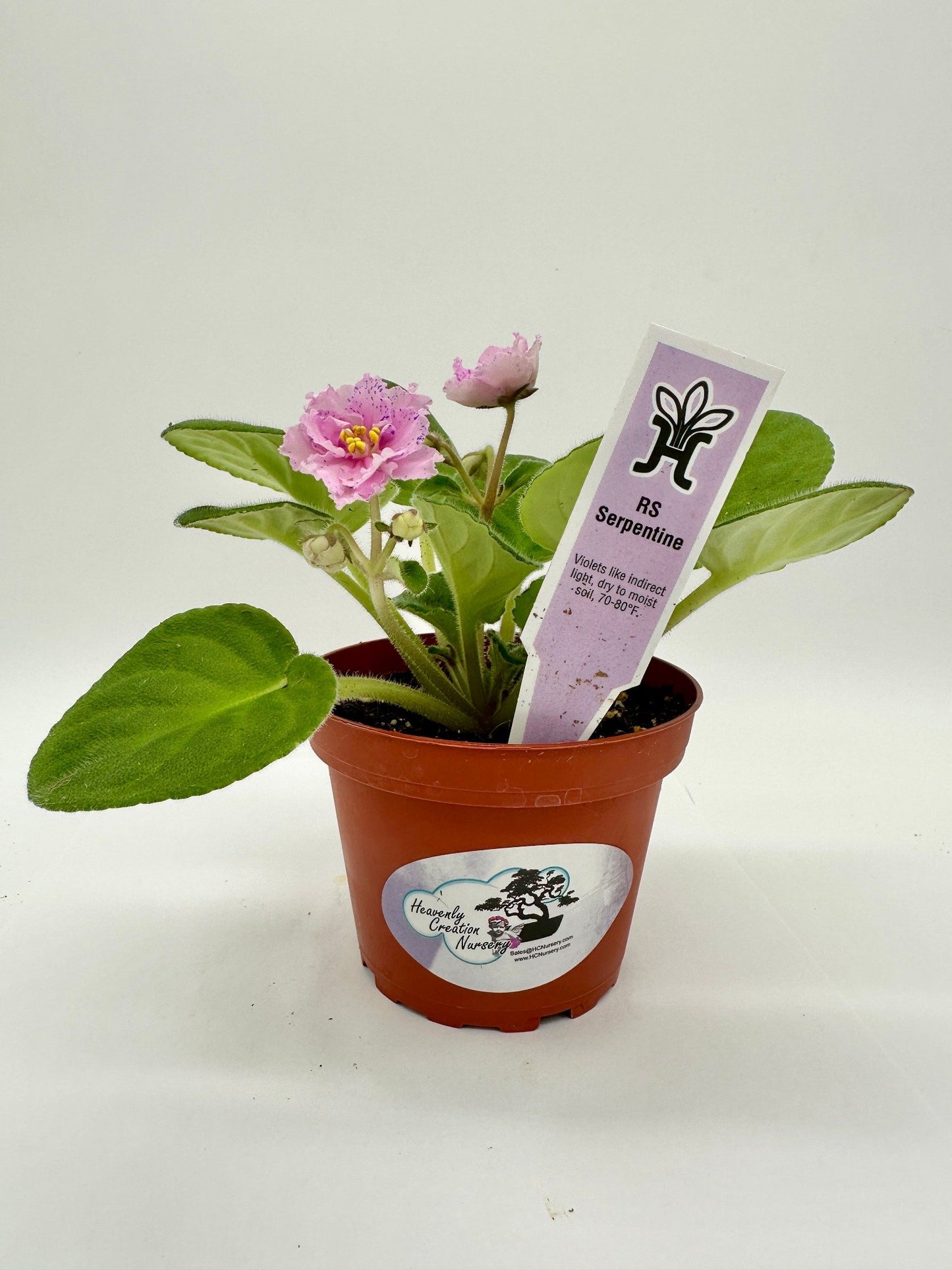 RS Serpentine - Live African Violet 4"