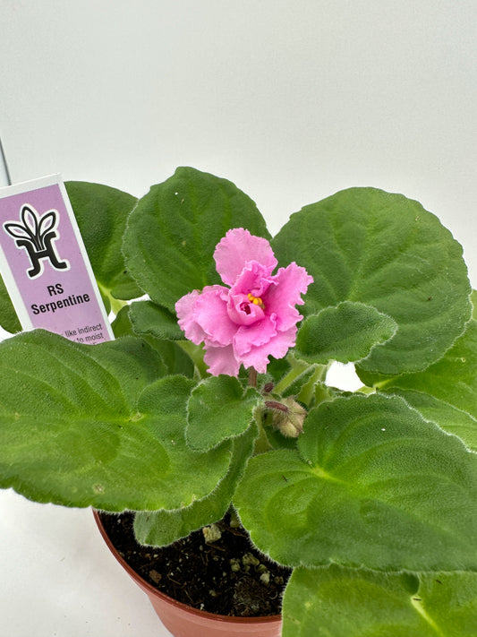 RS Serpentine - Live African Violet 4"