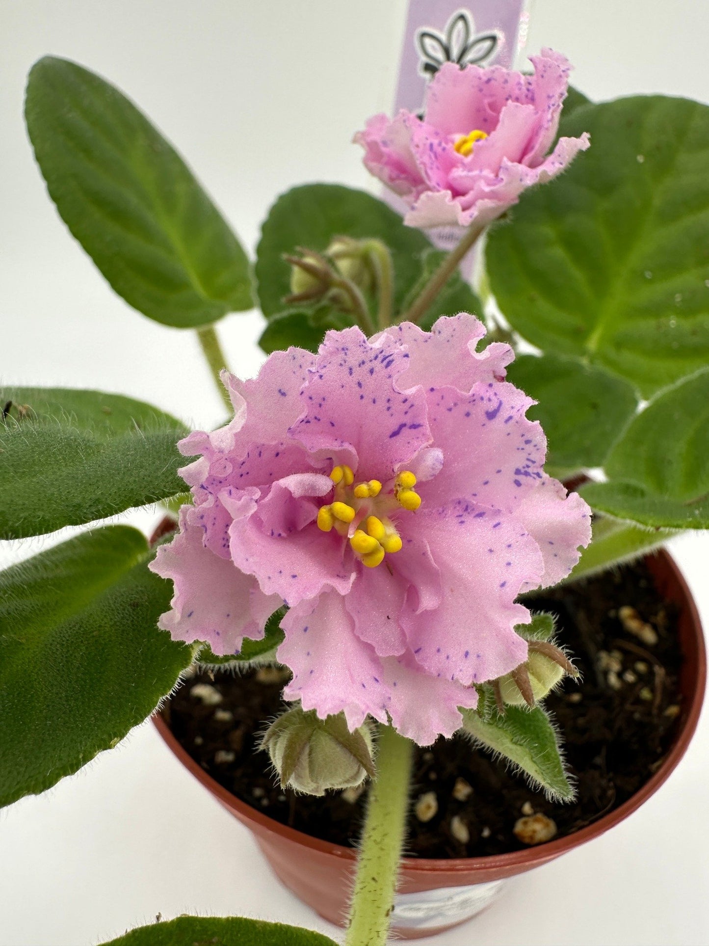 RS Serpentine - Live African Violet 4"