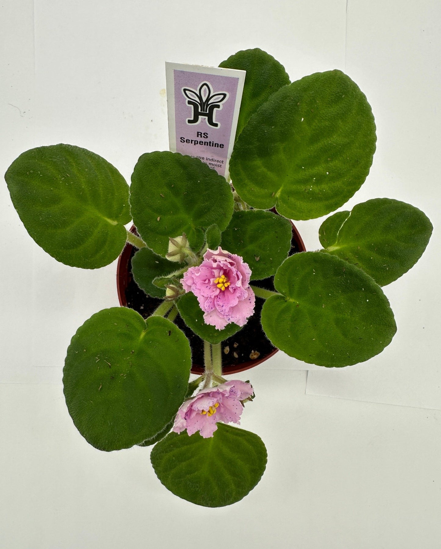 RS Serpentine - Live African Violet 4"