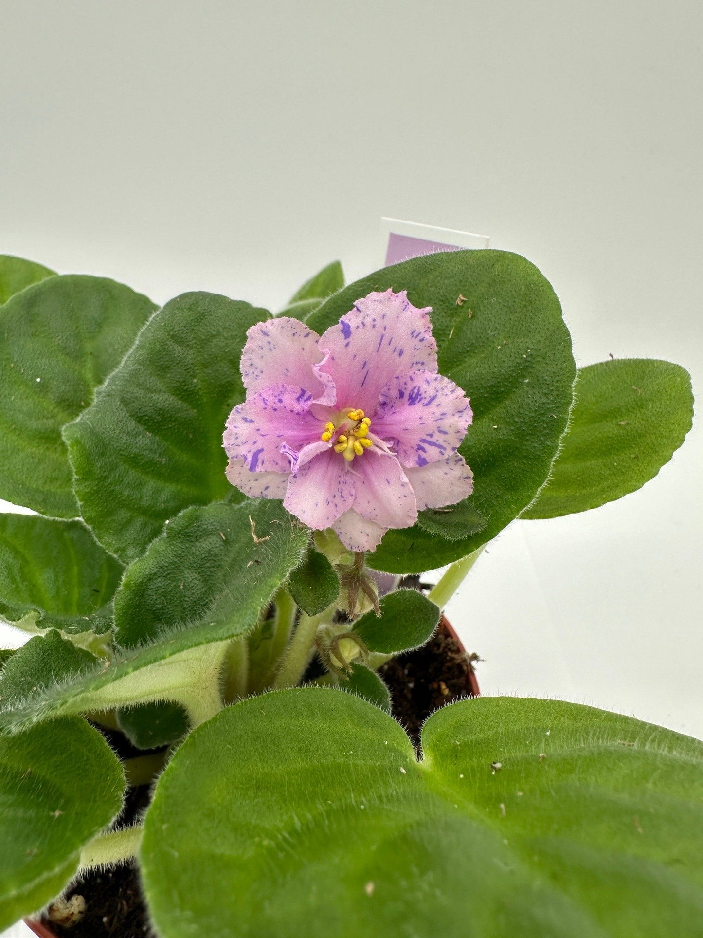 RS Serpentine - Live African Violet 4"