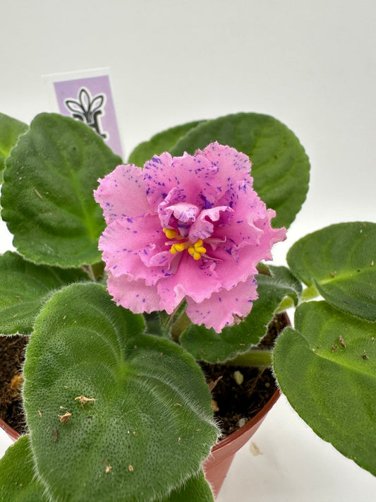 RS Serpentine - Live African Violet 4"