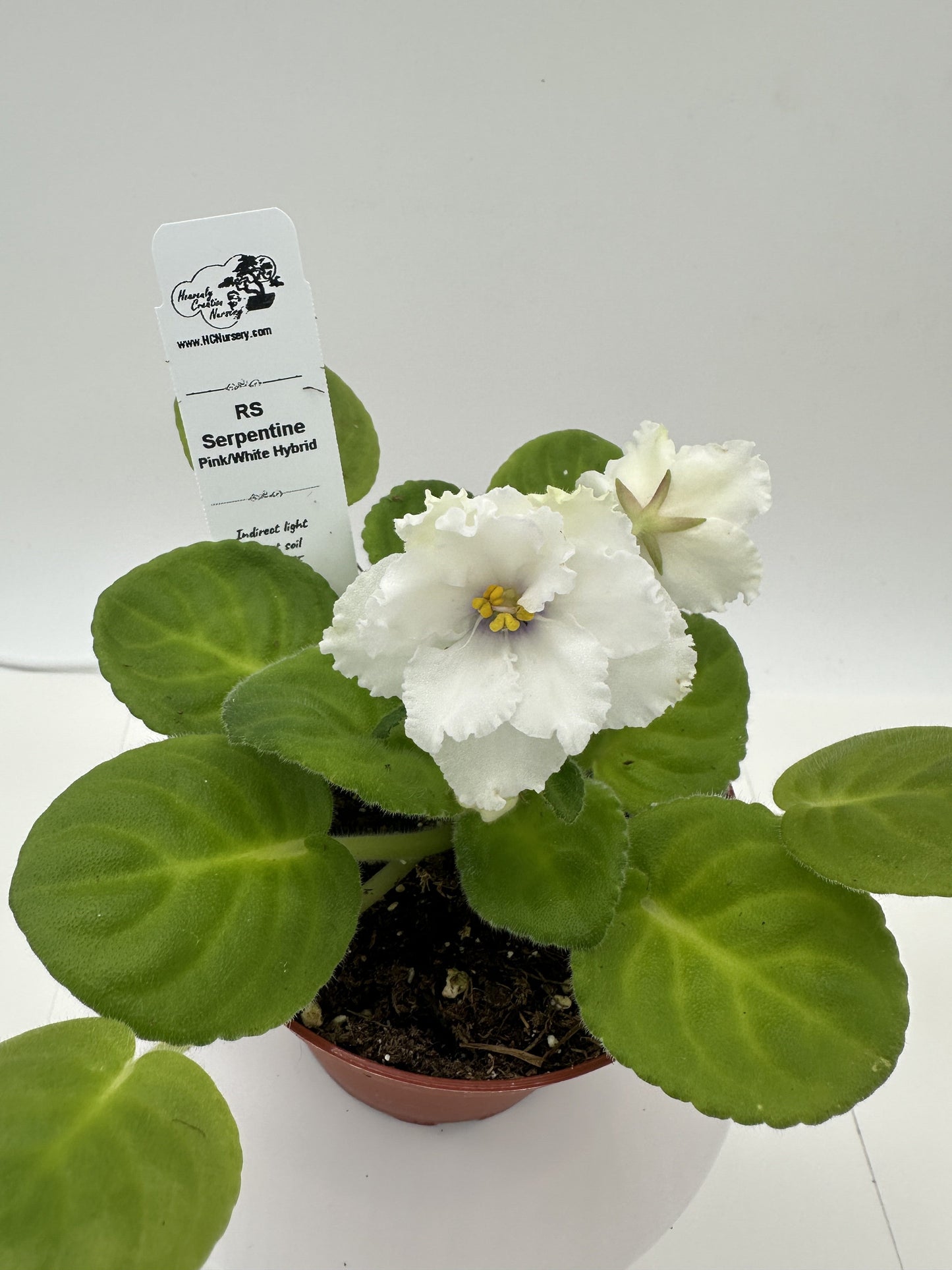 RS Serpentine - Pink/White Hybrid - Live African Violet 4"