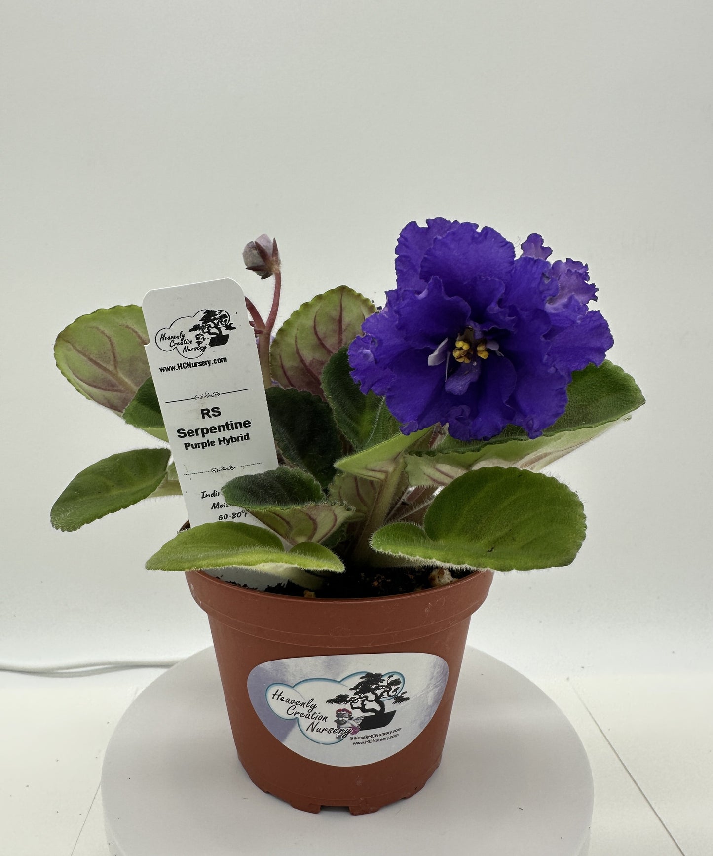 RS Serpentine - Purple Hybrid - Live African Violet 4"