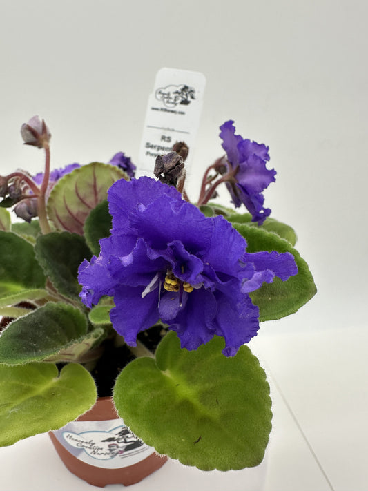 RS Serpentine - Purple Hybrid - Live African Violet 4"