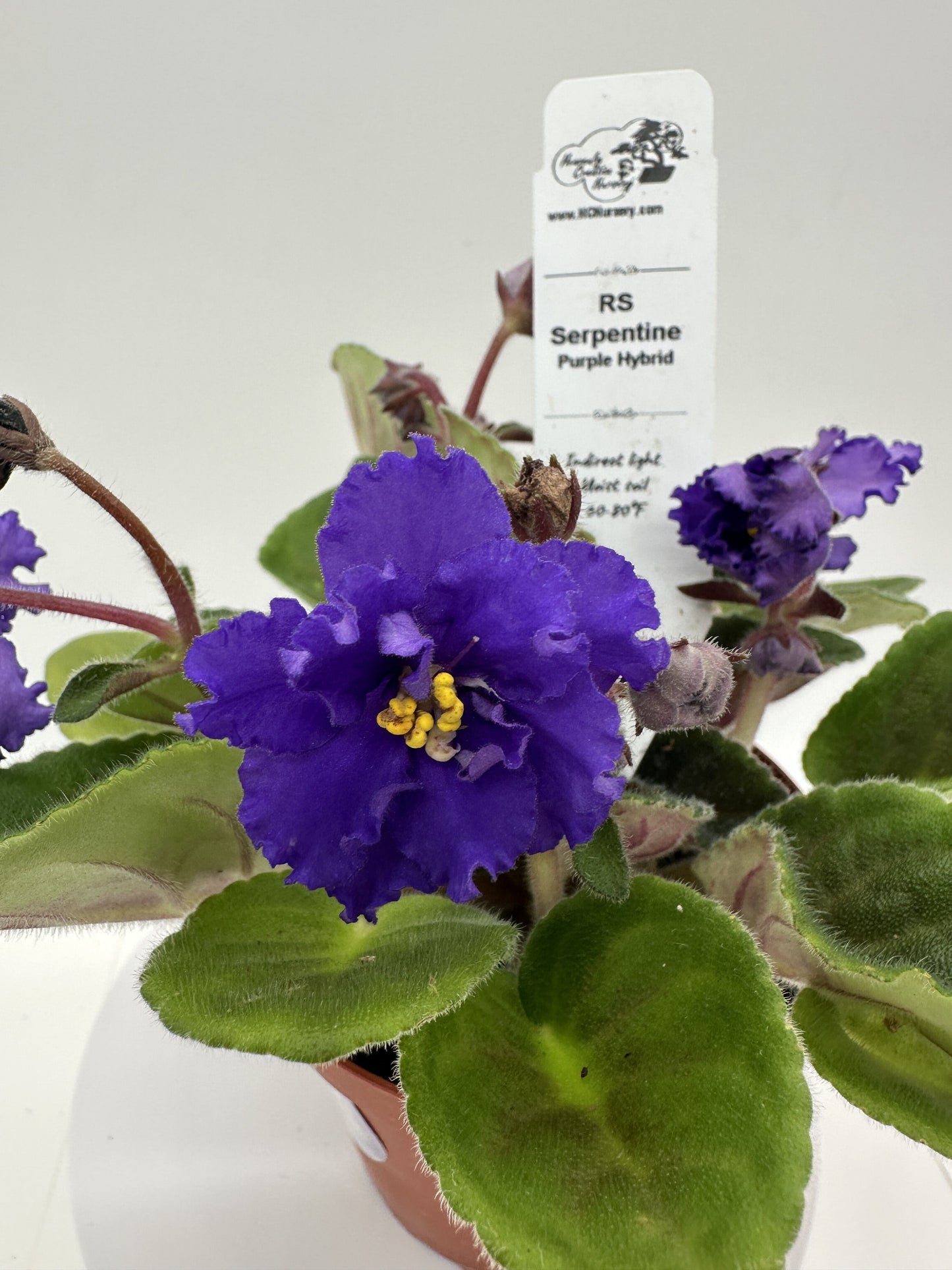 RS Serpentine - Purple Hybrid - Live African Violet 4"