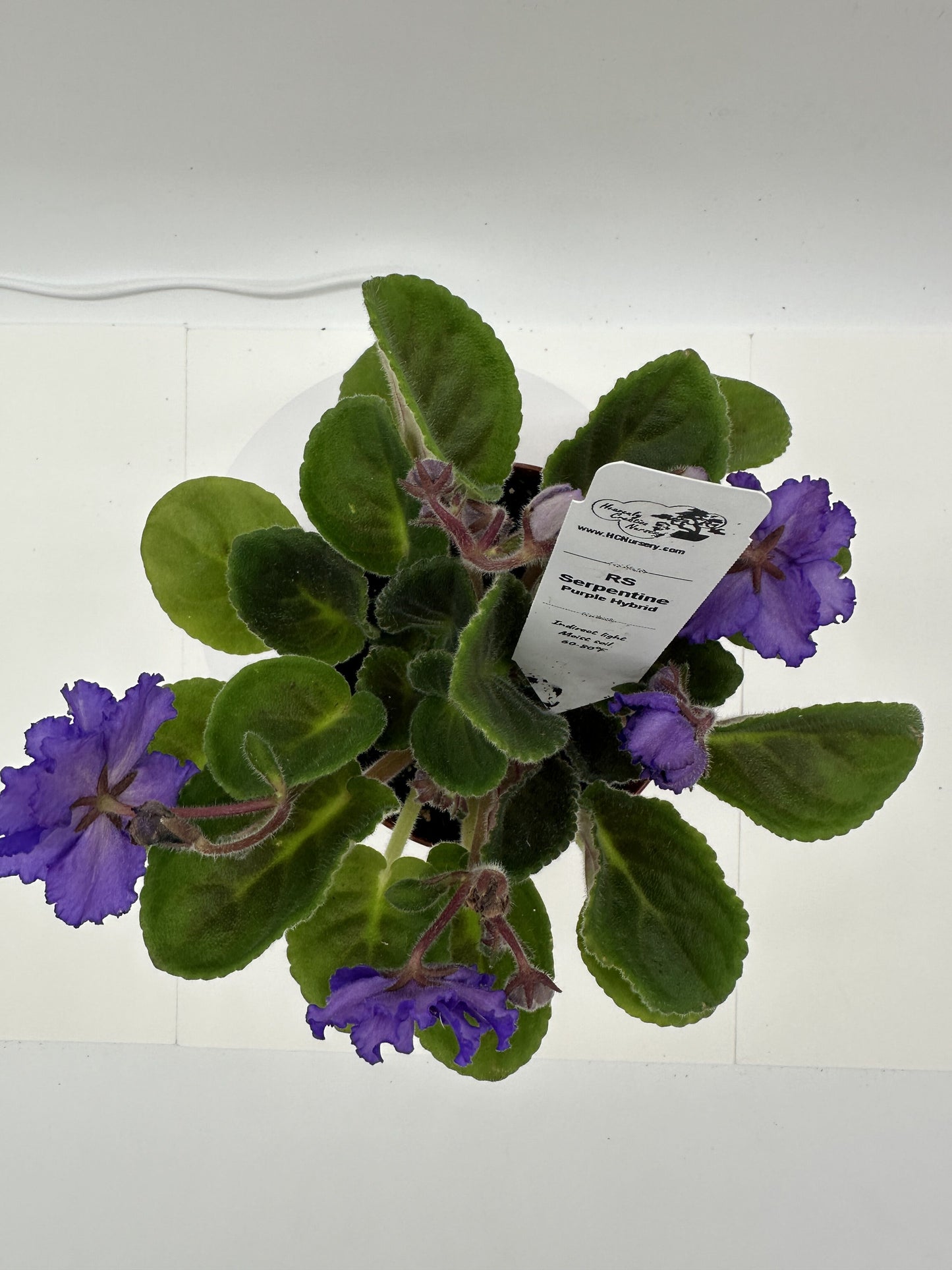 RS Serpentine - Purple Hybrid - Live African Violet 4"