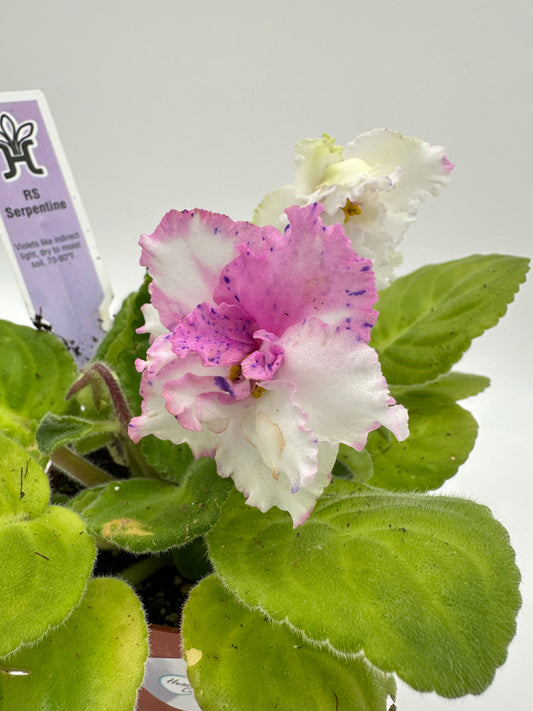 RS Serpentine - White/Purple/Pink Hybrid - Live African Violet 4"