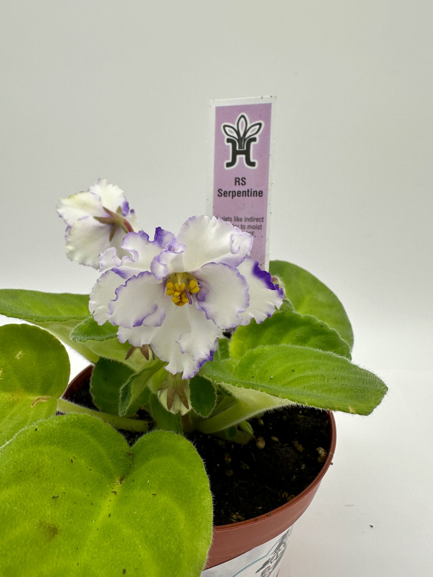 RS Serpentine - White/Purple/Pink Hybrid - Live African Violet 4"