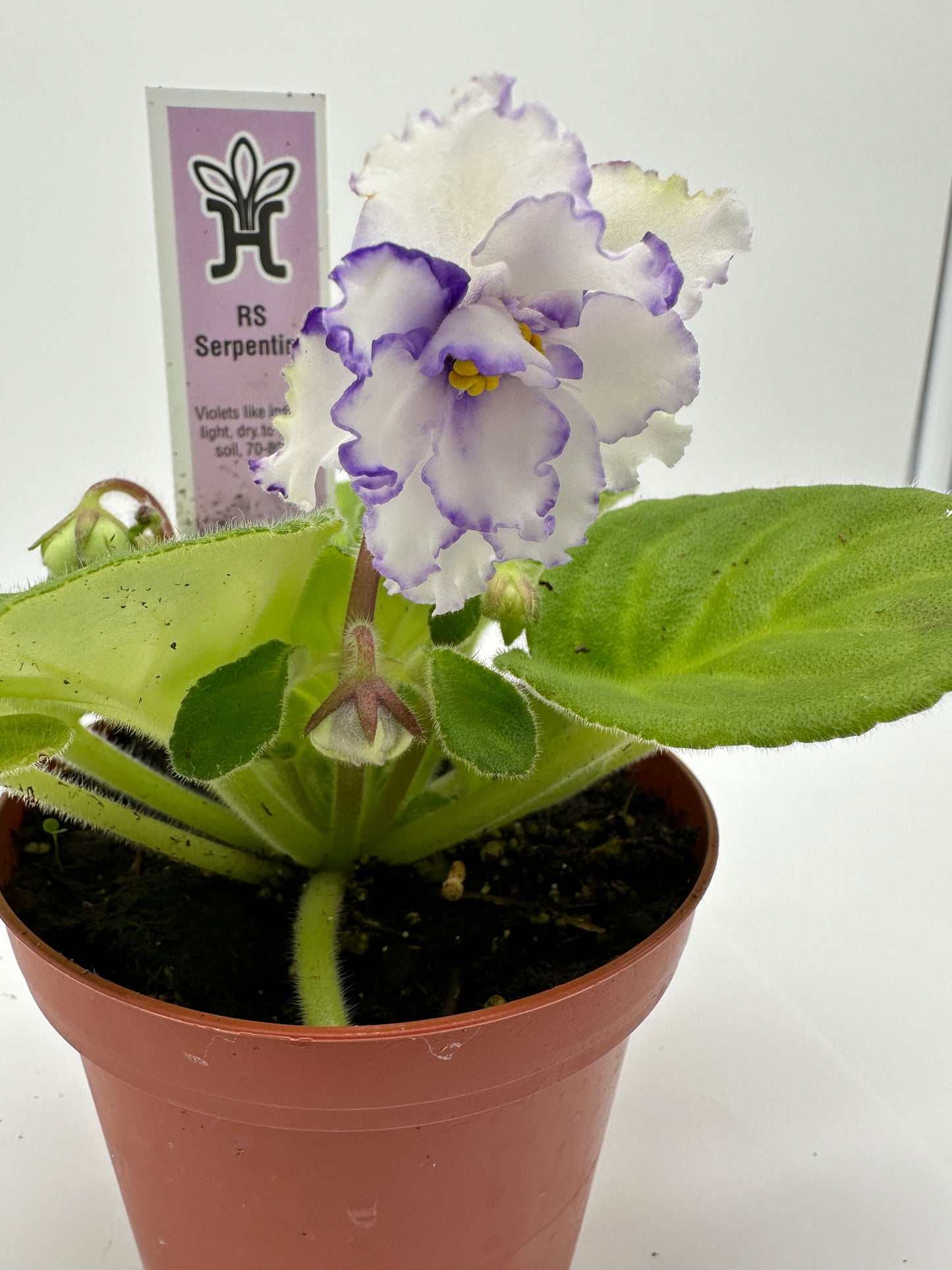 RS Serpentine - White/Purple/Pink Hybrid - Live African Violet 4"