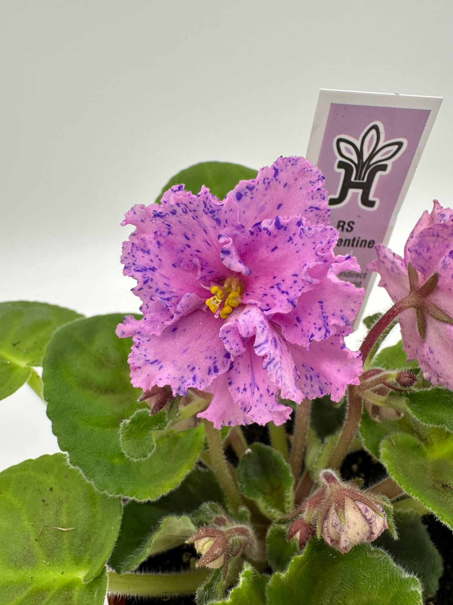 RS Serpentine - White/Purple/Pink Hybrid - Live African Violet 4"