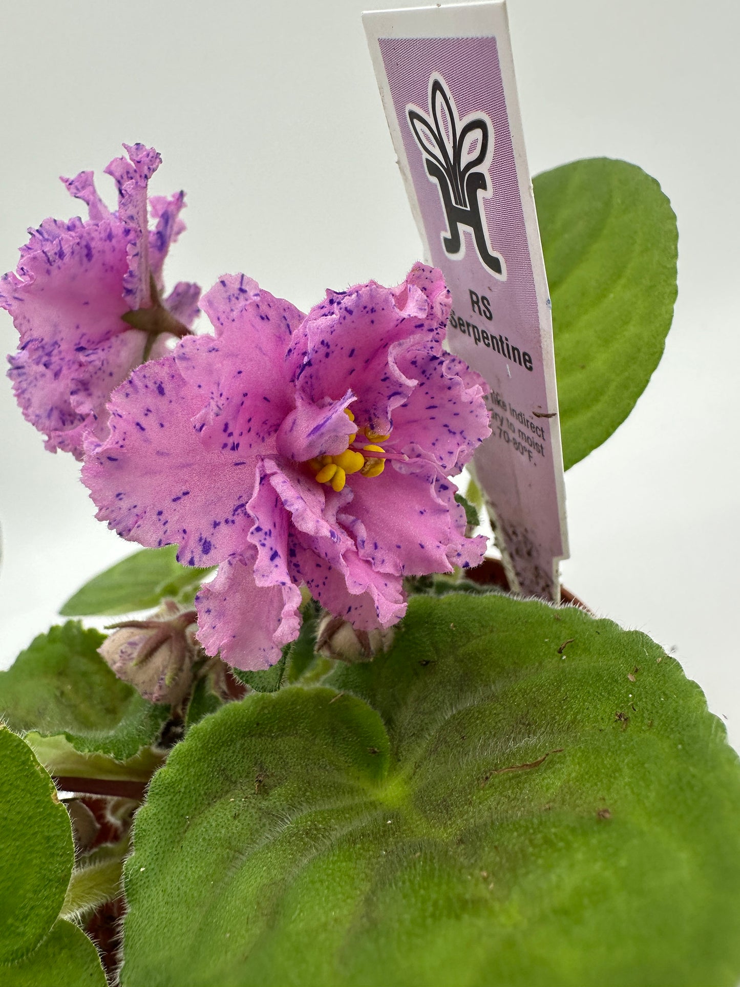 RS Serpentine - White/Purple/Pink Hybrid - Live African Violet 4"