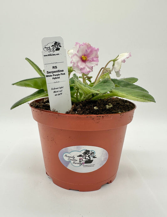RS Serpentine - White/Purple/Pink Hybrid - Live African Violet 6"