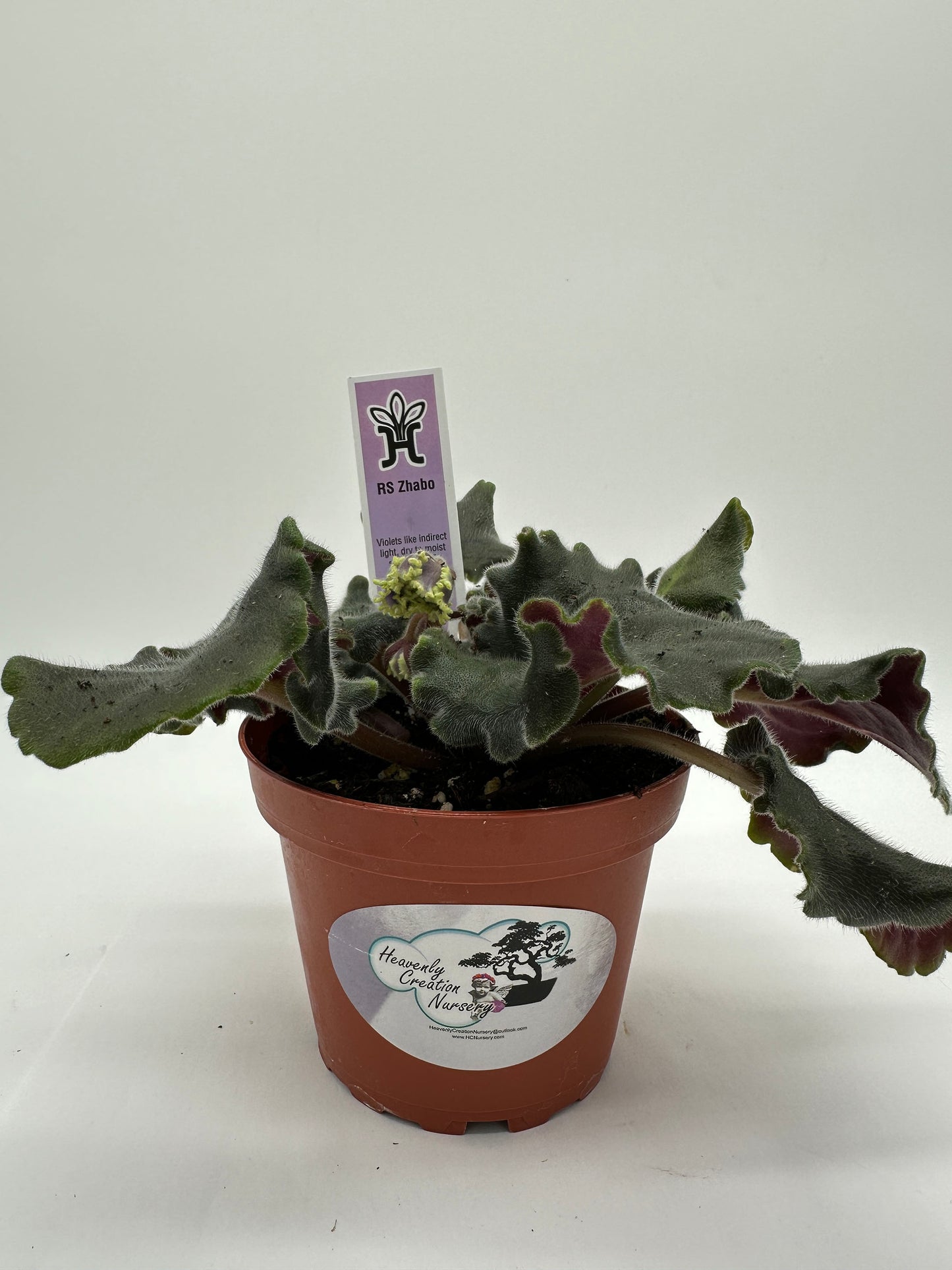 RS Zhabo - Live African Violet 4"