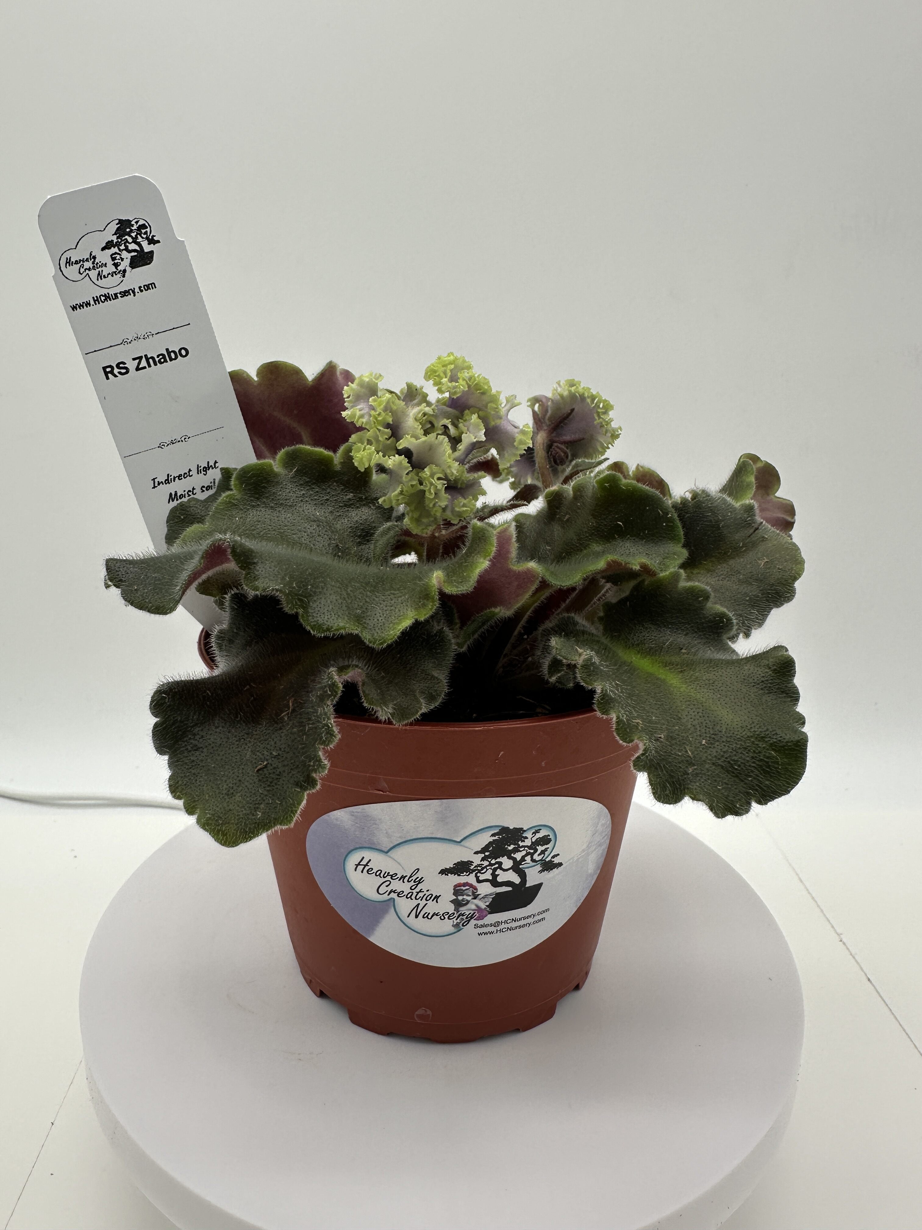 RS Zhabo - Live African Violet 4
