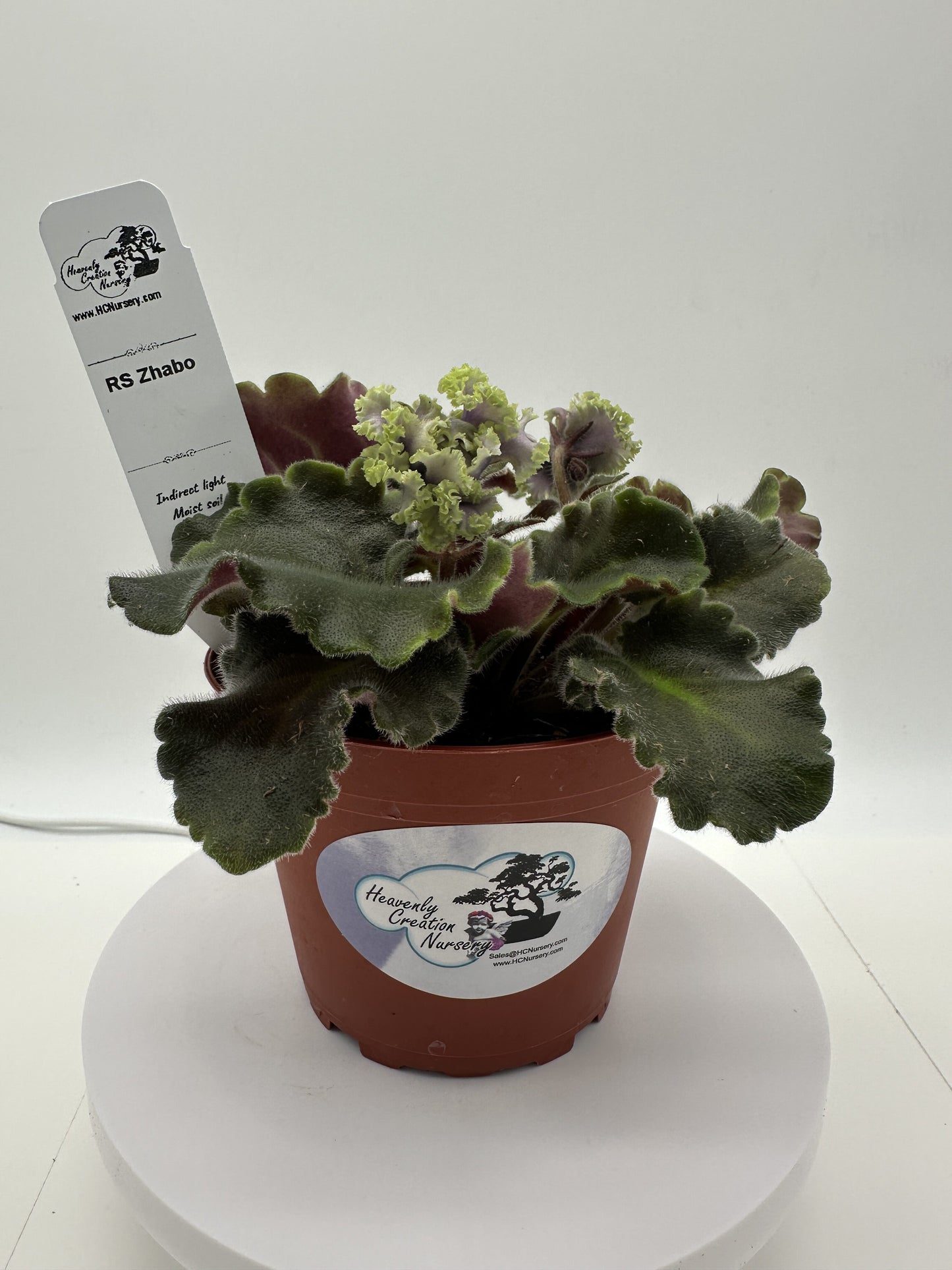 RS Zhabo - Live African Violet 4"