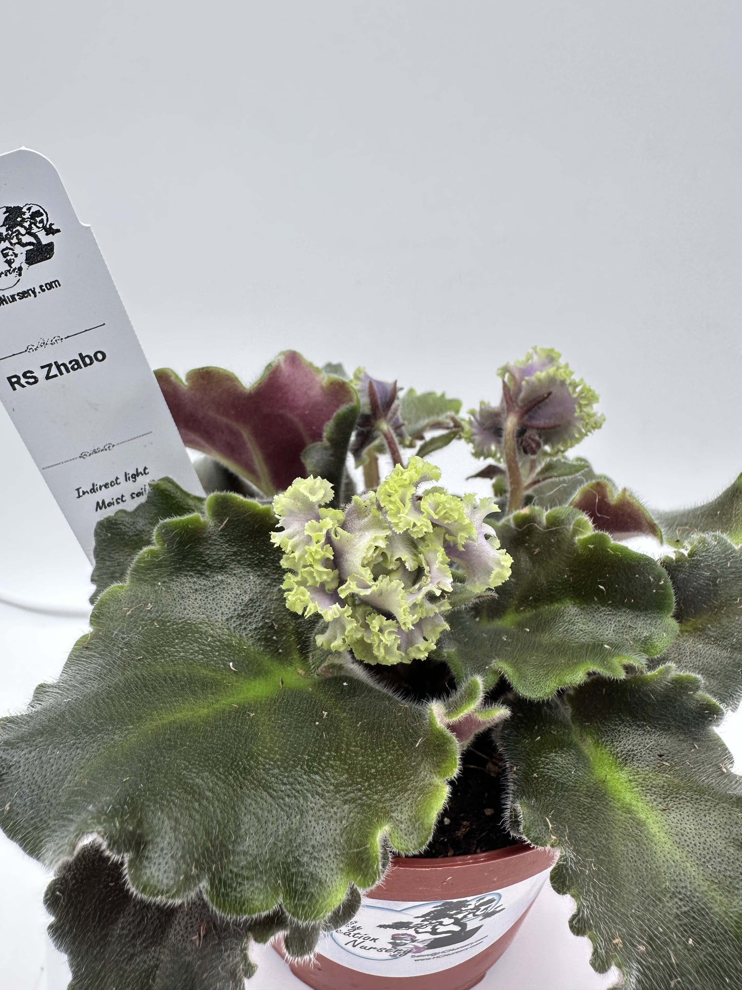 RS Zhabo - Live African Violet 4"