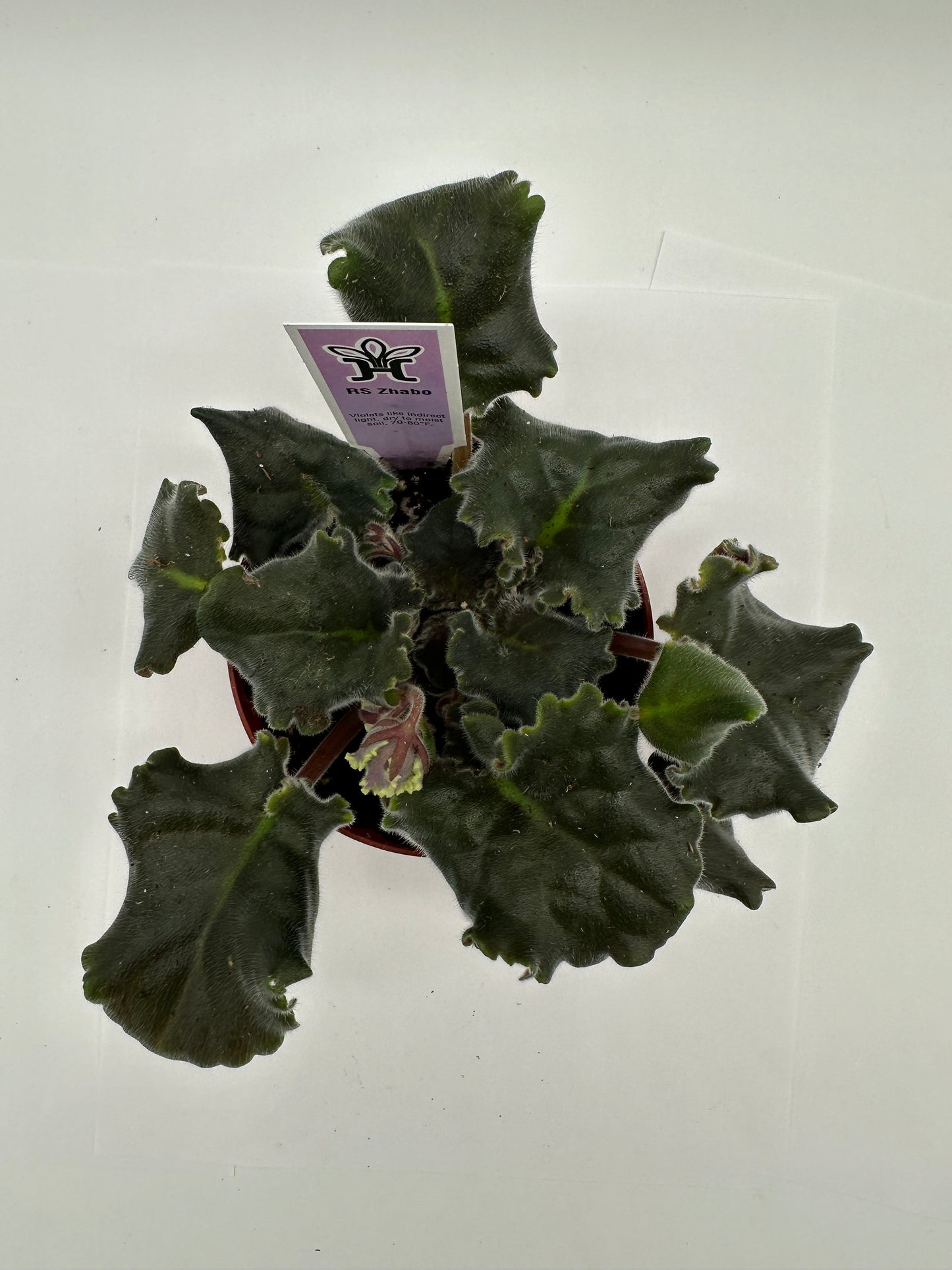 RS Zhabo - Live African Violet 4"