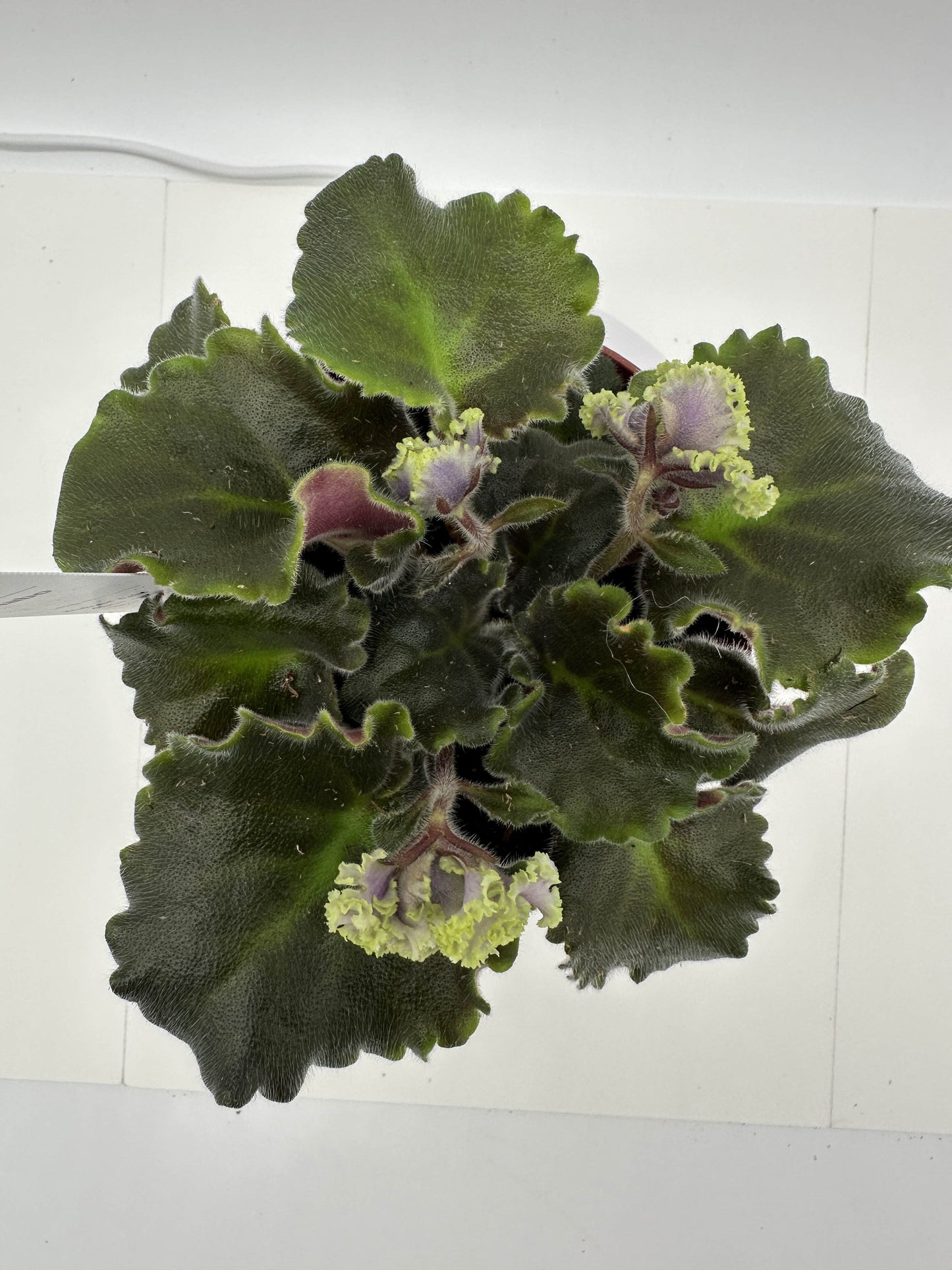 RS Zhabo - Live African Violet 4"