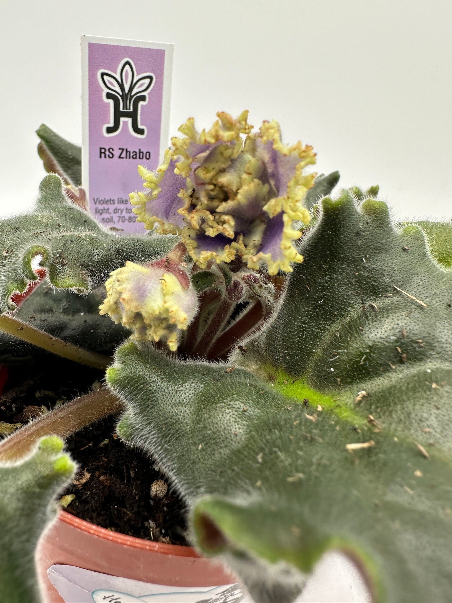 RS Zhabo - Live African Violet 4"