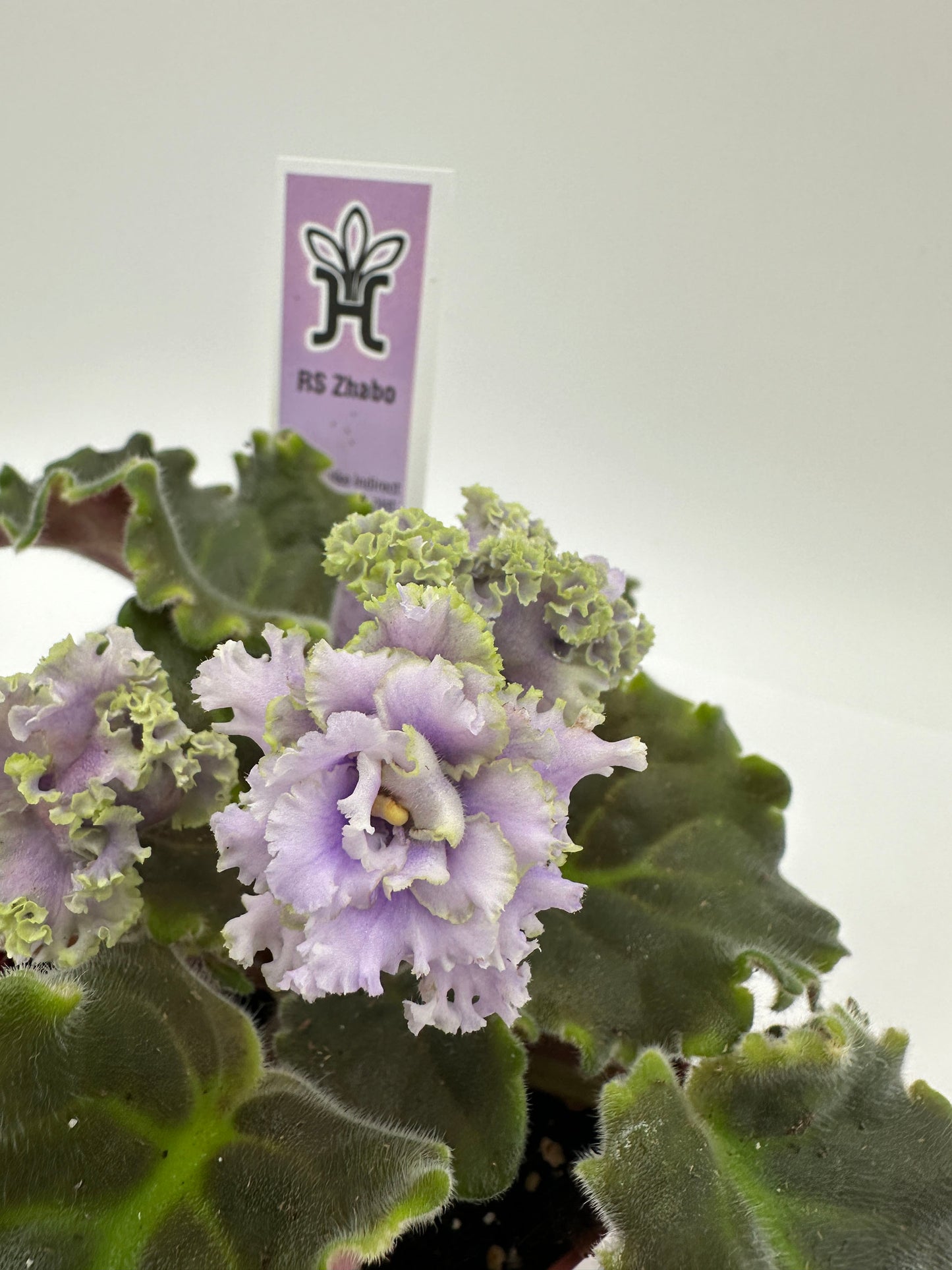 RS Zhabo - Live African Violet 4"