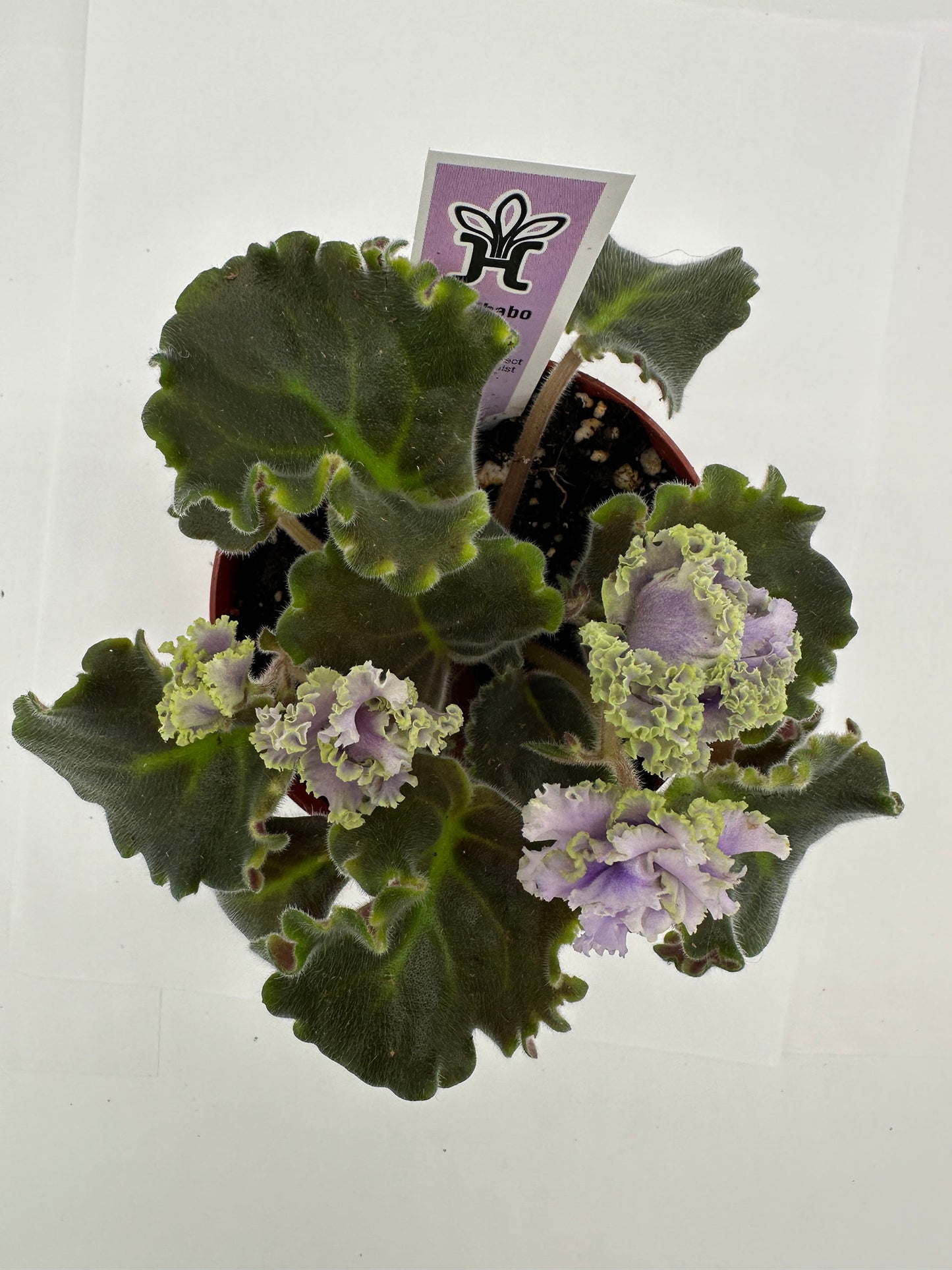 RS Zhabo - Live African Violet 4"