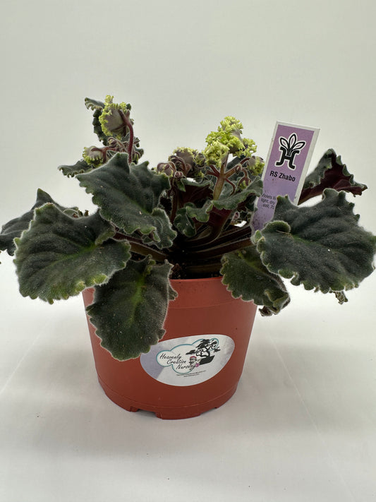 RS Zhabo - Live African Violet 6"