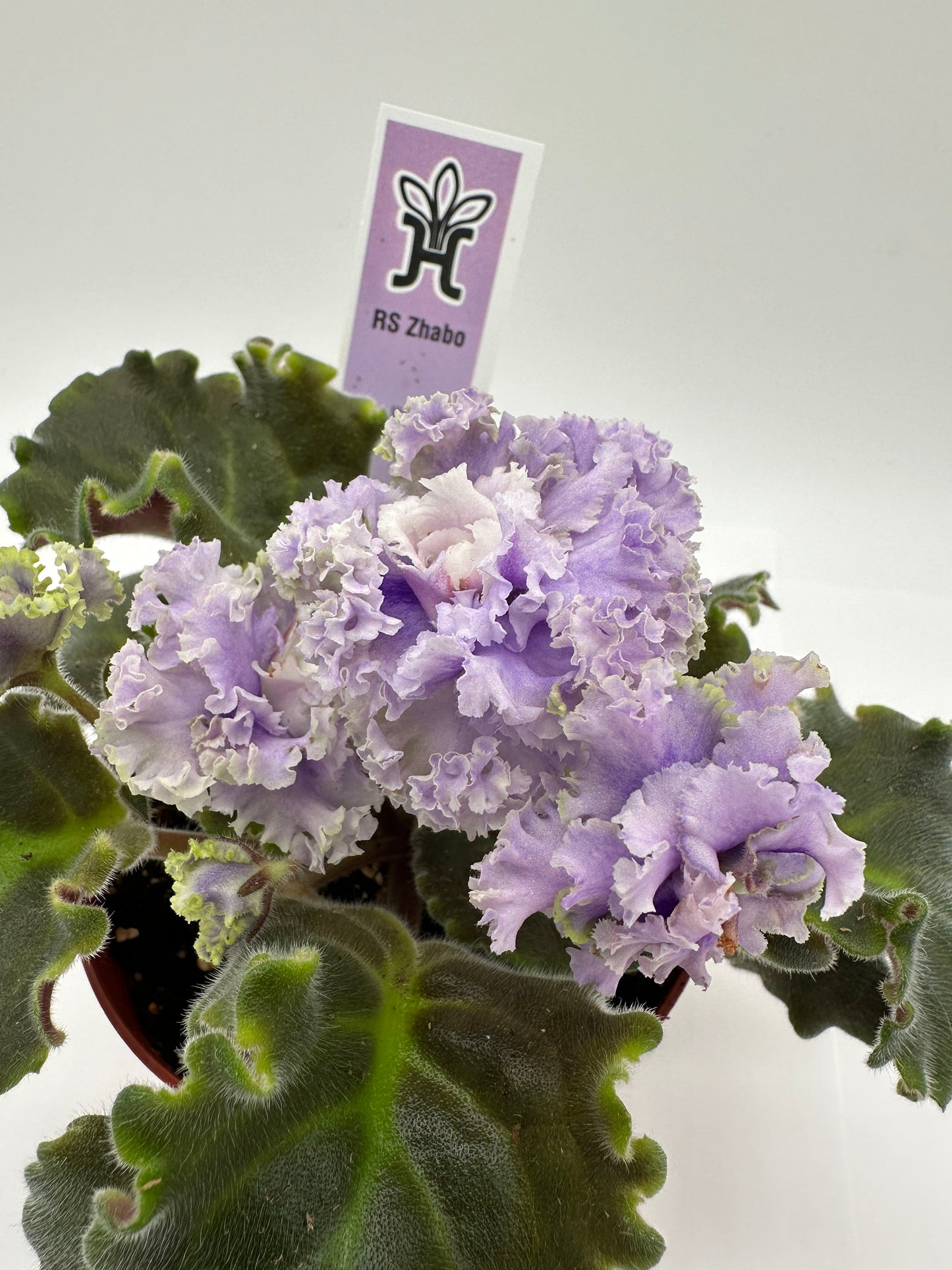 RS Zhabo - Live African Violet 4"