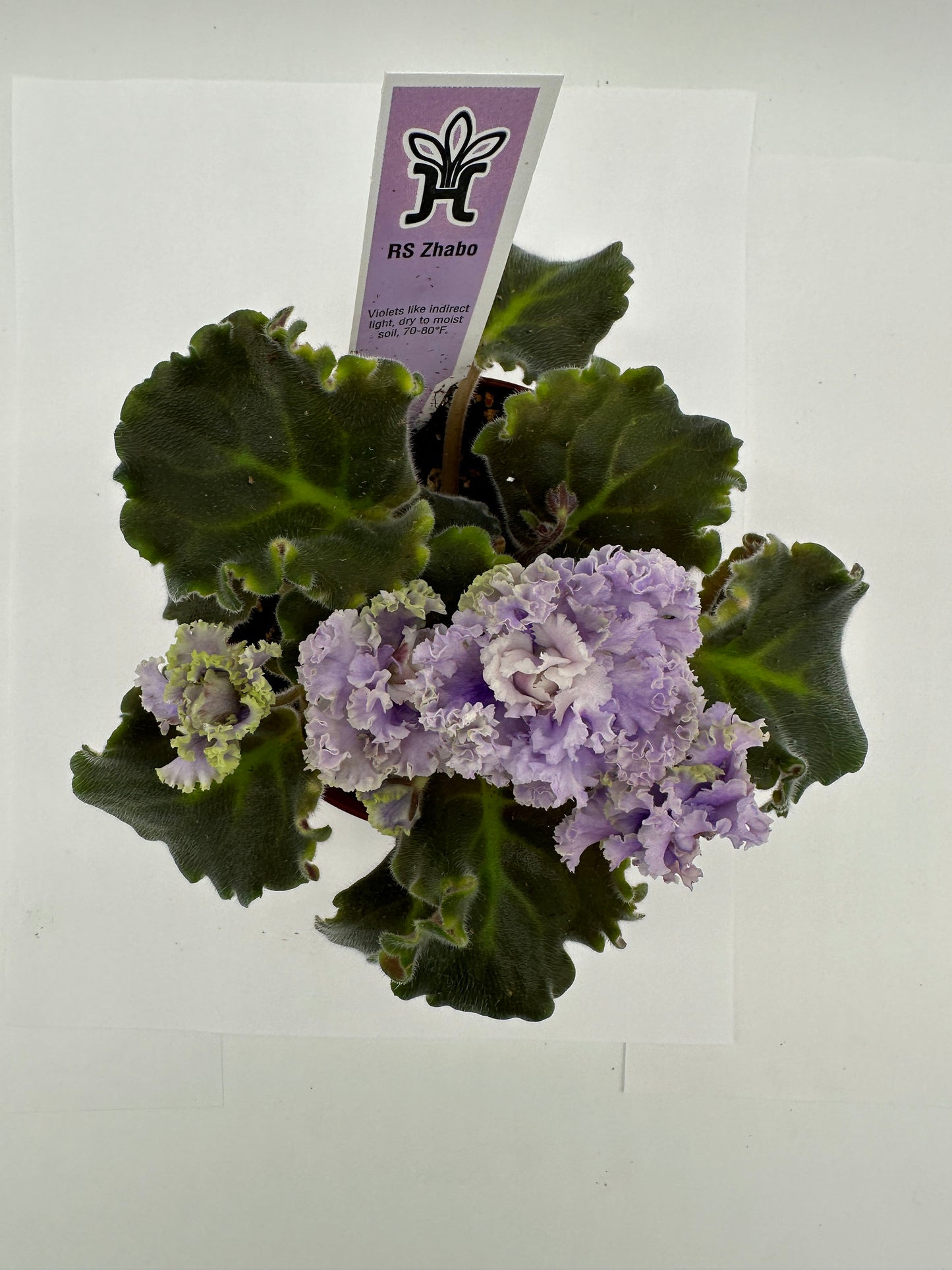 RS Zhabo - Live African Violet 4"