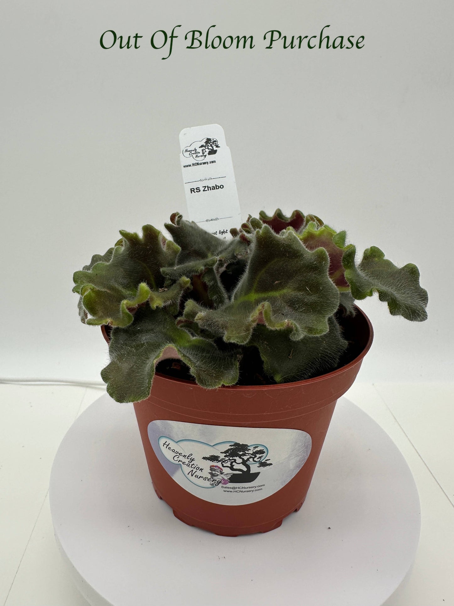 RS Zhabo - Live African Violet 4"
