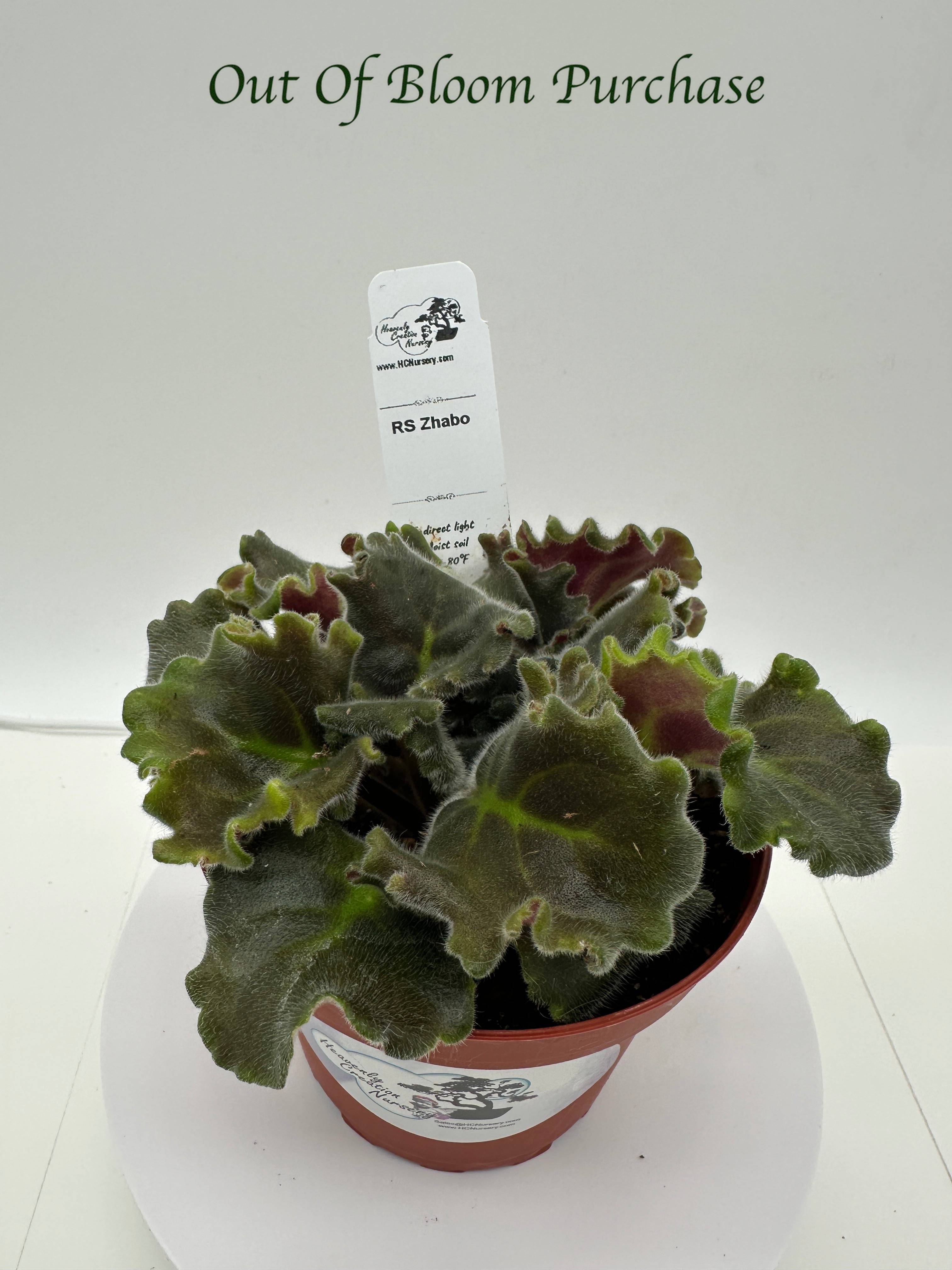 RS Zhabo - Live African Violet 4