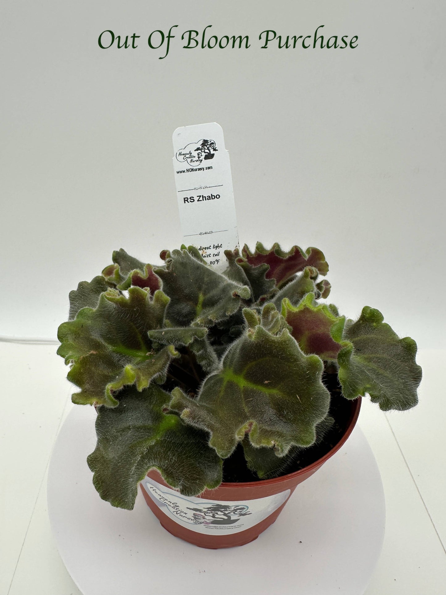RS Zhabo - Live African Violet 4"