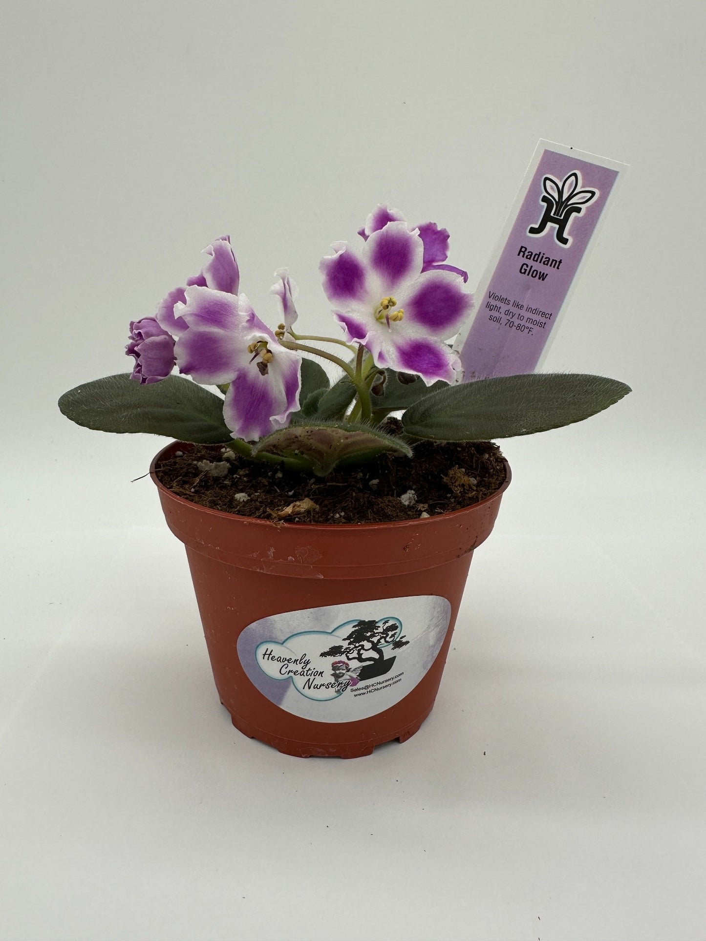 Radiant Glow - Live African Violet 4"