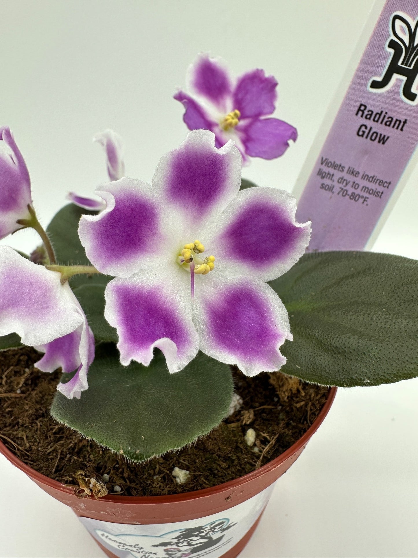 Radiant Glow - Live African Violet 4"