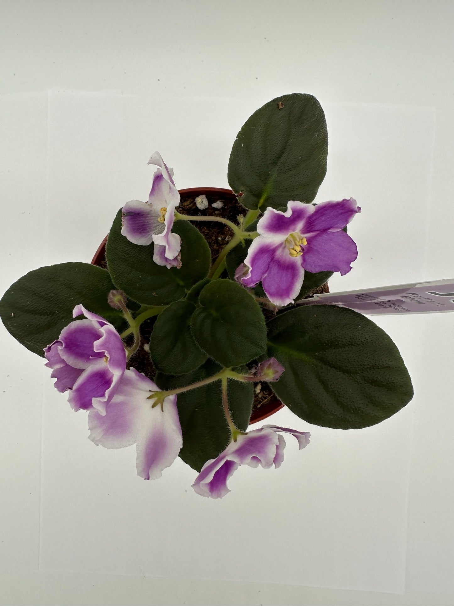 Radiant Glow - Live African Violet 4"