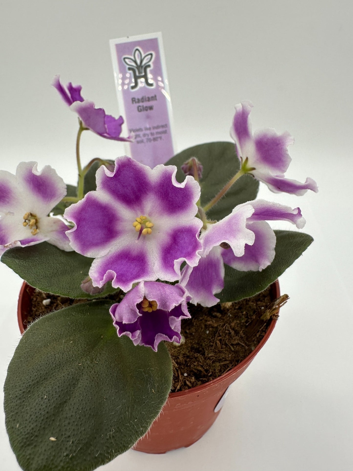 Radiant Glow - Live African Violet 4"