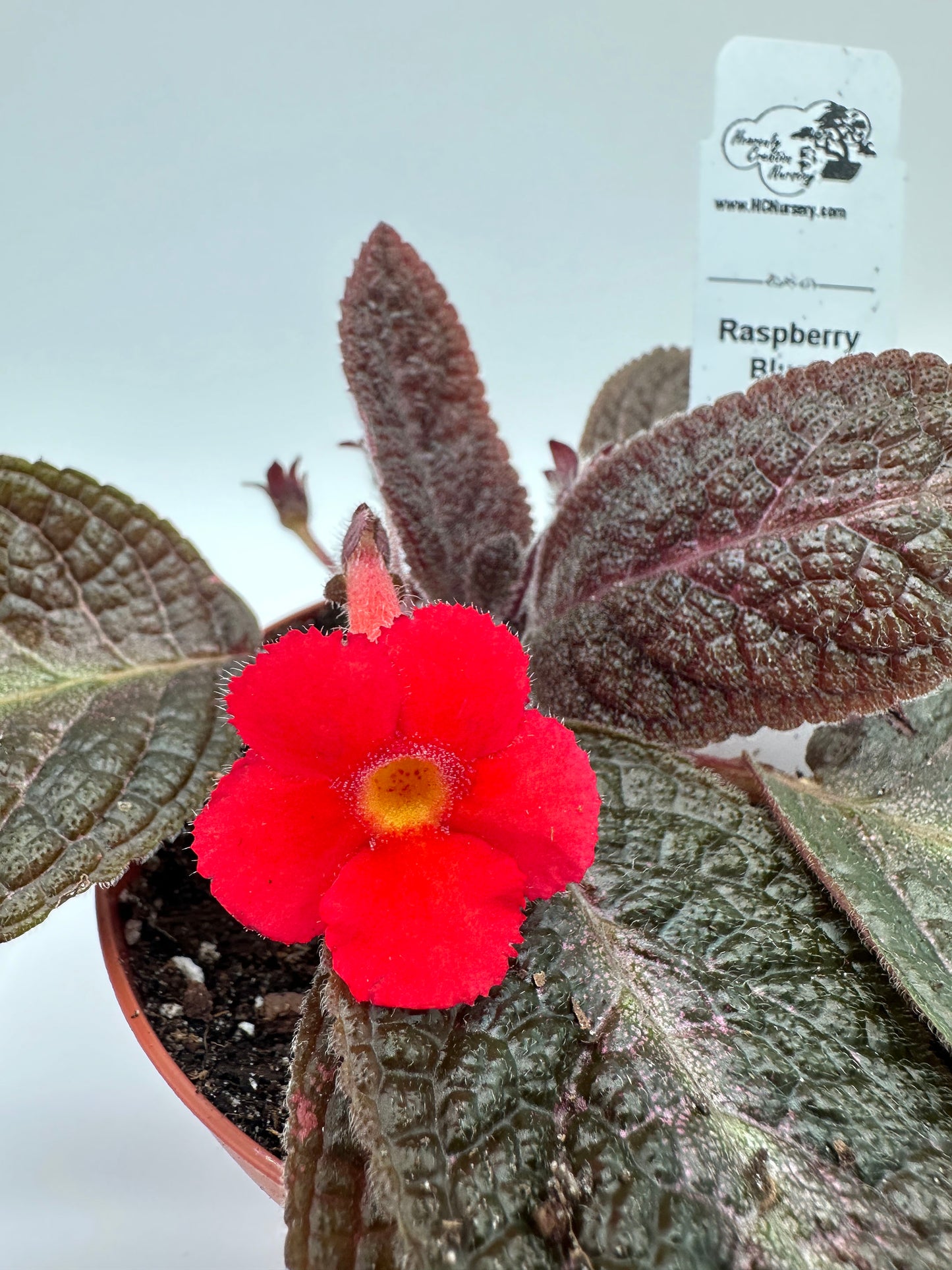 Raspberry Blush - Live Episcia 4"