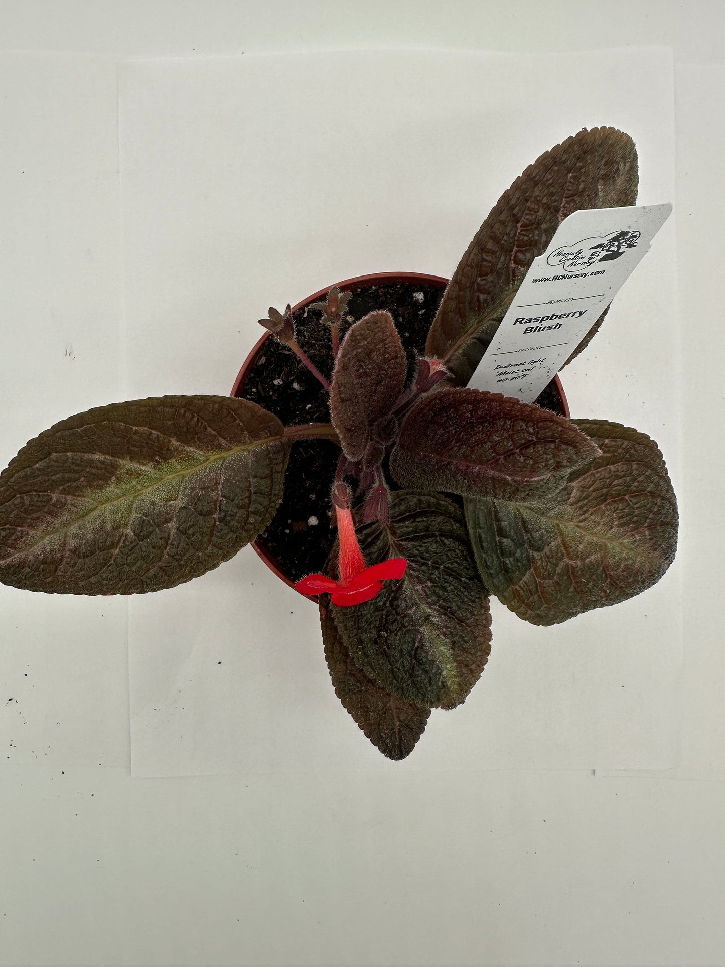 Raspberry Blush - Live Episcia 4"